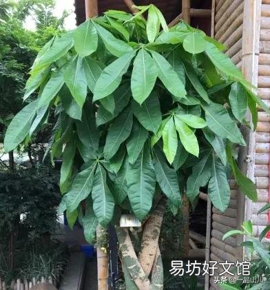 发财树真的养不了啦,谁能告诉如何养活它?