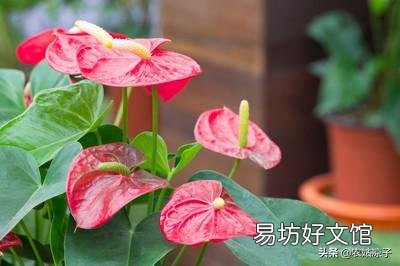 请问北方室内,红掌黄叶子该怎么办?