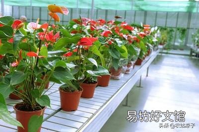 请问北方室内,红掌黄叶子该怎么办?