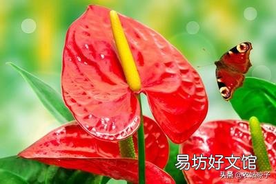 请问北方室内,红掌黄叶子该怎么办?