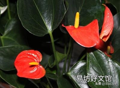 请问北方室内,红掌黄叶子该怎么办?