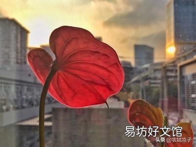 请问北方室内,红掌黄叶子该怎么办?