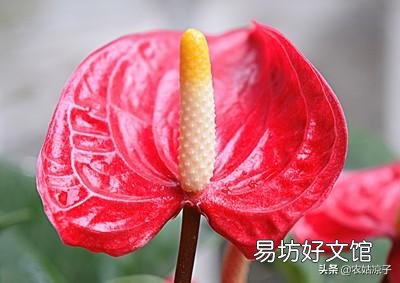 请问北方室内,红掌黄叶子该怎么办?