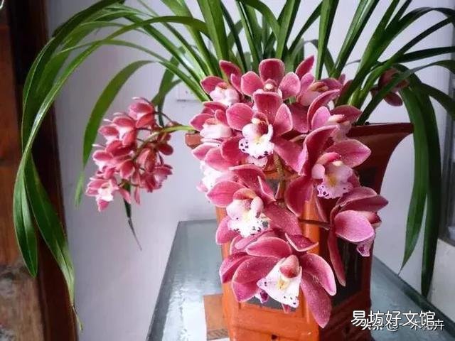 春节快到了,你认为买什么年宵花好呢?