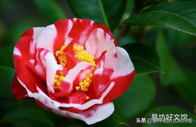 茶花刚要开花换盆应该施肥吗?