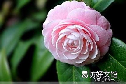茶花刚要开花换盆应该施肥吗?
