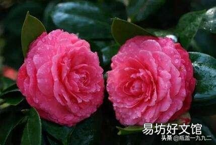 茶花刚要开花换盆应该施肥吗?