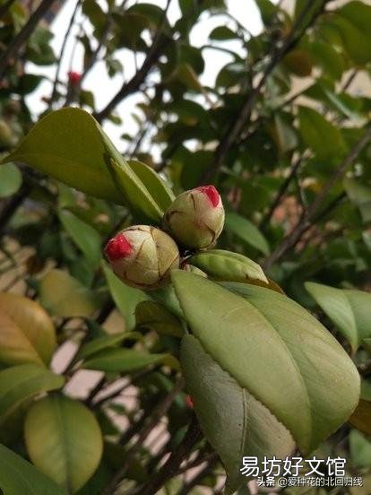 茶花刚要开花换盆应该施肥吗?