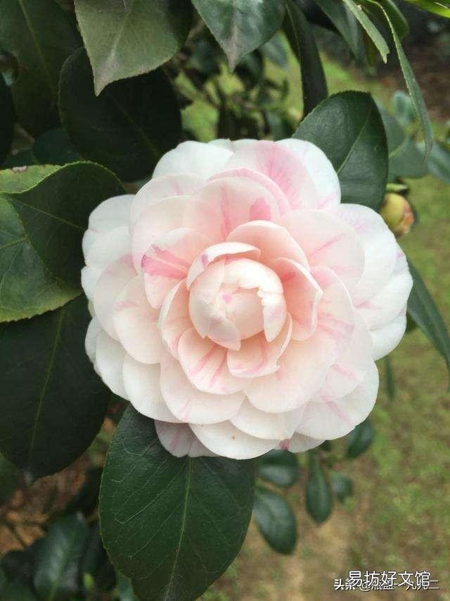 茶花刚要开花换盆应该施肥吗?