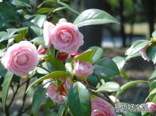 茶花刚要开花换盆应该施肥吗?