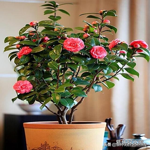 茶花刚要开花换盆应该施肥吗?