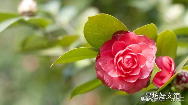 茶花刚要开花换盆应该施肥吗?