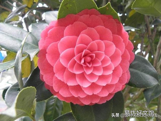 茶花刚要开花换盆应该施肥吗?