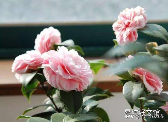 茶花刚要开花换盆应该施肥吗?