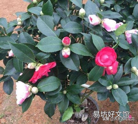 茶花刚要开花换盆应该施肥吗?