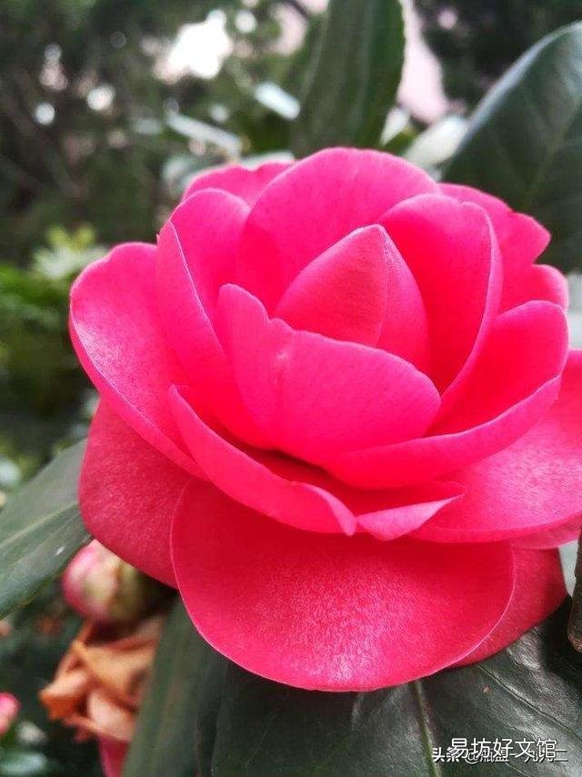 茶花刚要开花换盆应该施肥吗?