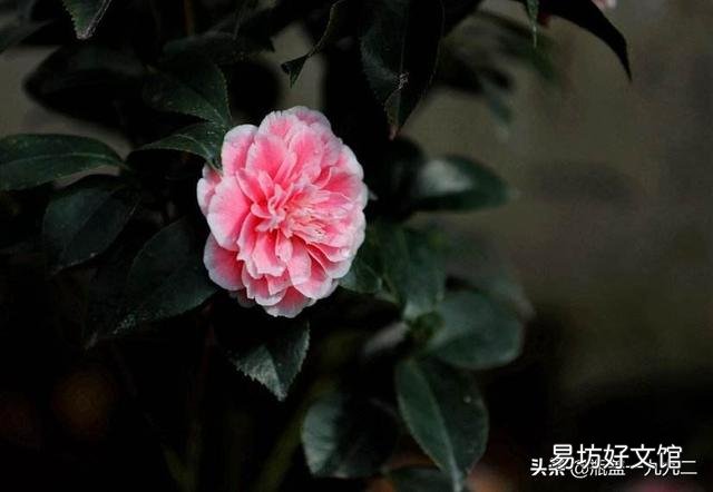 茶花刚要开花换盆应该施肥吗?