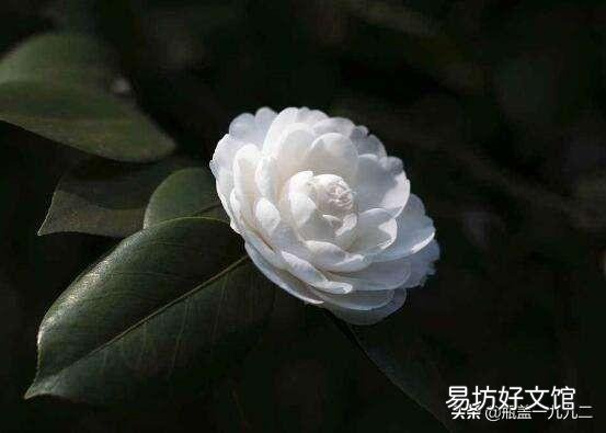 茶花刚要开花换盆应该施肥吗?