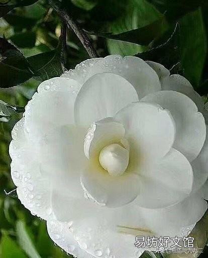 茶花刚要开花换盆应该施肥吗?