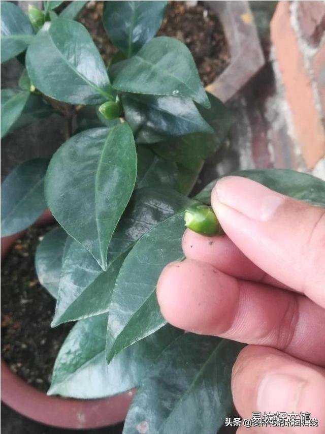茶花刚要开花换盆应该施肥吗?
