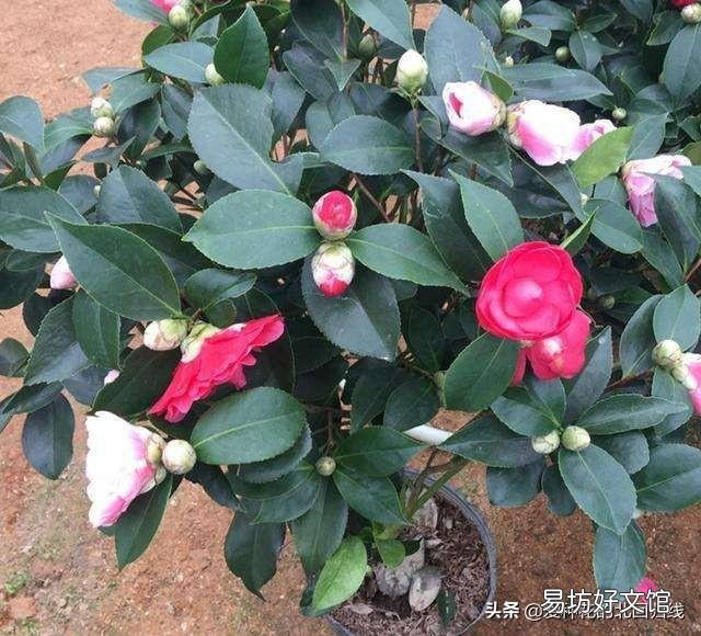 茶花刚要开花换盆应该施肥吗?