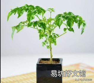 幸福树怎么扦插生根快呢?