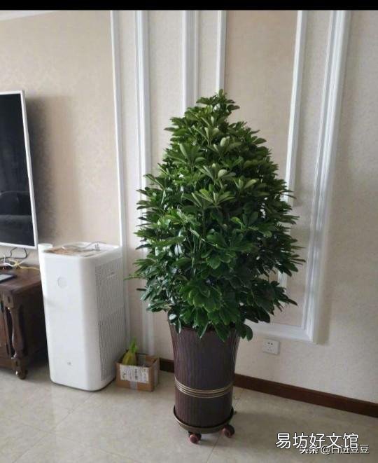 幸福树怎么扦插生根快呢?