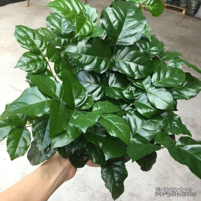 幸福树怎么扦插生根快呢?