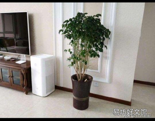 幸福树怎么扦插生根快呢?