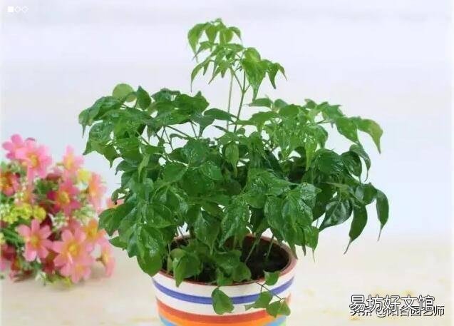 幸福树怎么扦插生根快呢?