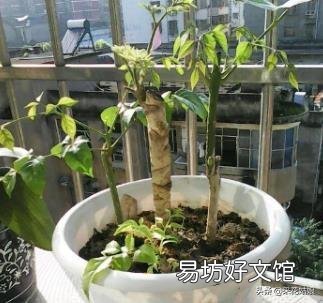 幸福树怎么扦插生根快呢?