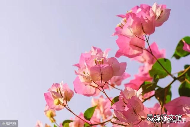 三角梅怎么过冬?