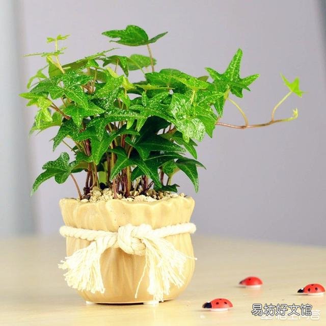 如何在冬季好好的保养绿植呢?