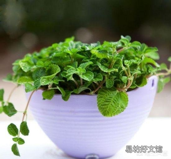 如何在冬季好好的保养绿植呢?