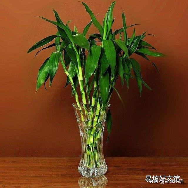 如何在冬季好好的保养绿植呢?