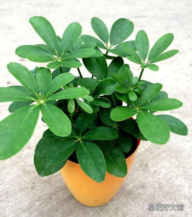 如何在冬季好好的保养绿植呢?