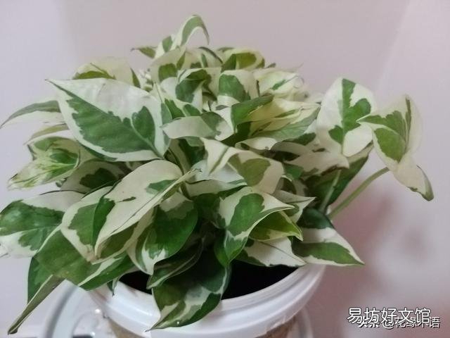 如何在冬季好好的保养绿植呢?
