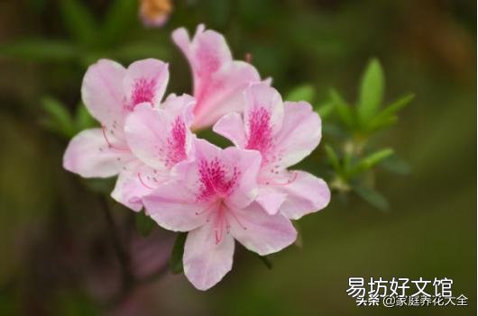 杜鹃花怎样才能让花苞同时开放?