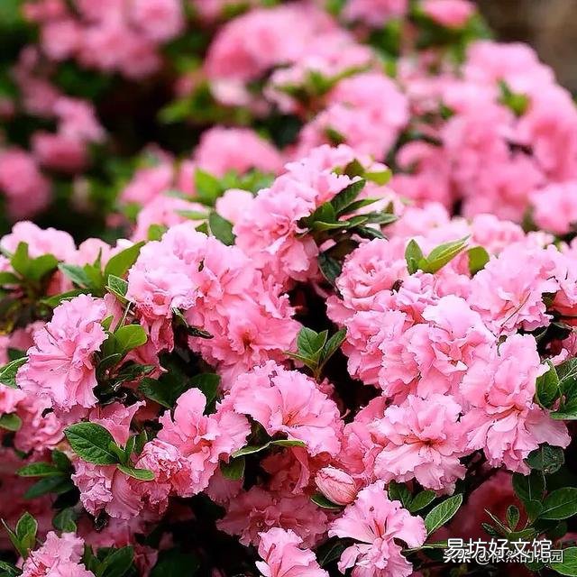 杜鹃花怎样才能让花苞同时开放?