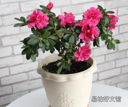 杜鹃花怎样才能让花苞同时开放?
