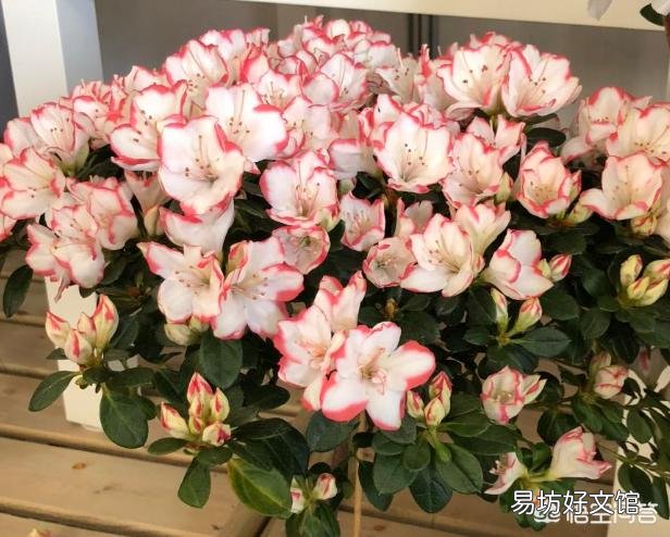 杜鹃花怎样才能让花苞同时开放?