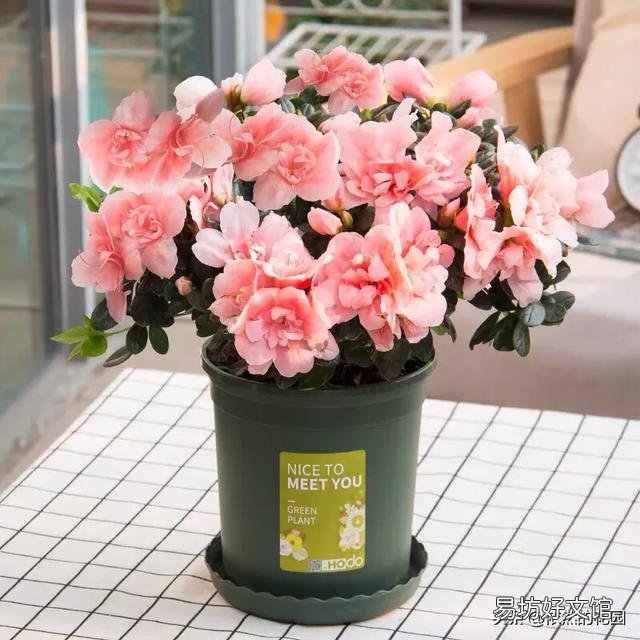 杜鹃花怎样才能让花苞同时开放?
