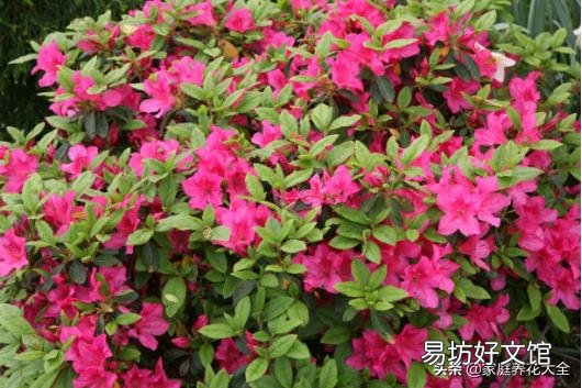 杜鹃花怎样才能让花苞同时开放?
