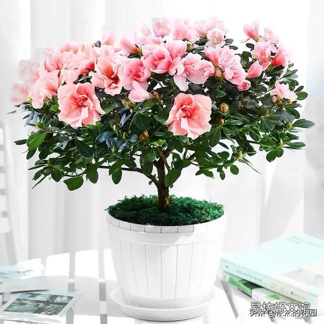 杜鹃花怎样才能让花苞同时开放?