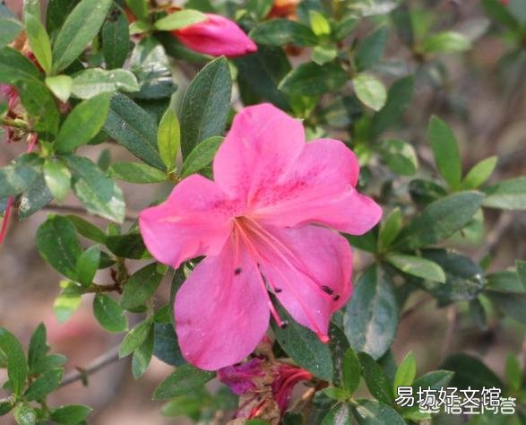杜鹃花怎样才能让花苞同时开放?