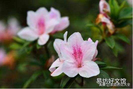 杜鹃花怎样才能让花苞同时开放?