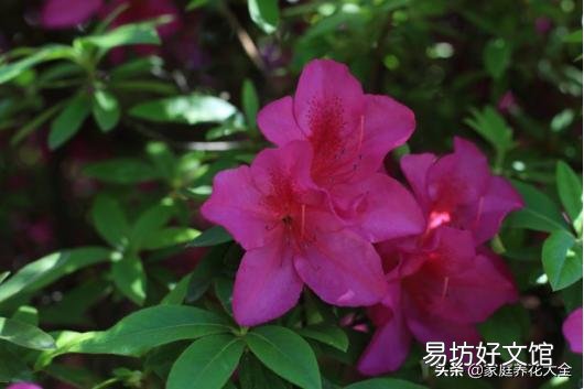杜鹃花怎样才能让花苞同时开放?