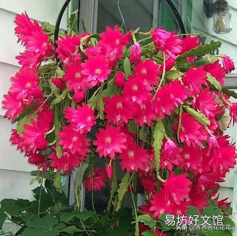 令箭发芽不长是什么情况?