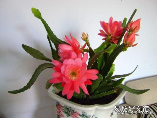 令箭发芽不长是什么情况?