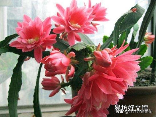 令箭发芽不长是什么情况?